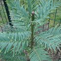 Wollemia nobilis feuille